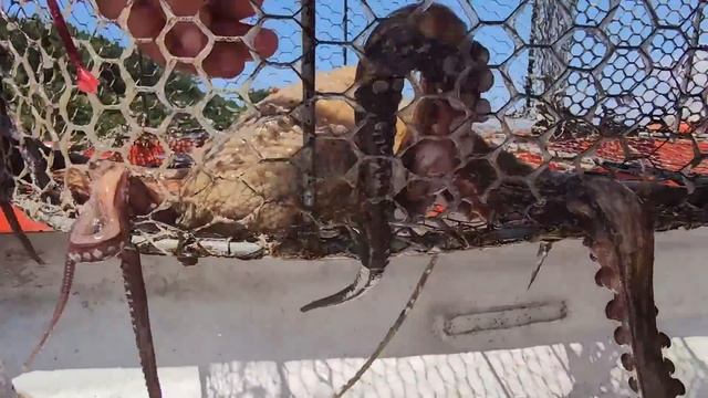 A UNIQUE, LOCAL EXPERIENCE in CROATIA! We caught an octopus, ate some traditional food & more! смотреть онлайн