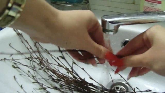 Как сделать погрызушки для попугаев из молодых веточек? ПРИВЕТЫ ОТ ЧИКИ! 💝