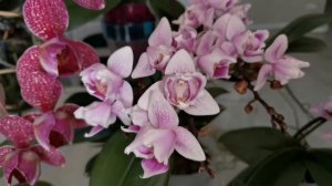 Орхидея пелорик. Моя коллекция пелориков.  Beaumont, Легато, Gypsy festival, Grosseto, Канкун и др.