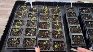 Лаванда рассаде один месяц! Обзор как развивается чем удобряю!