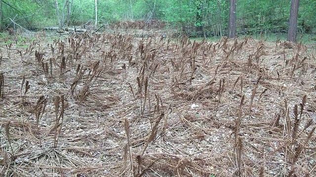 Что это? Большая крутина, или маленькая плантация? У страусника, как будет правильней? 13 мая. смотреть онлайн