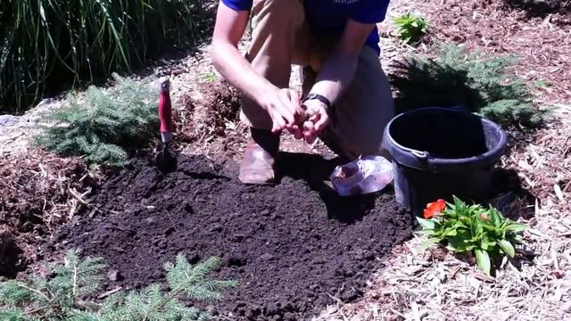 How to plant and grow Gladiola Bulbs смотреть онлайн