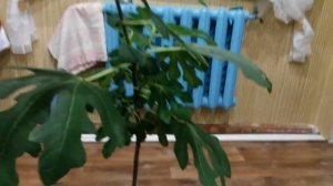 004 Когда начнет плодоносить инжир?