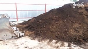 САЖАЕМ ГРУШУ