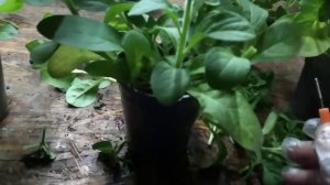 Секретная прищипка питунии.