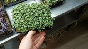 КАК ПОЛИВАТЬ МИКРОЗЕЛЕНЬ -  - БИЗНЕС НА МИКРОЗЕЛЕНИ 2022 - КАК ЗАРАБОТАТЬ ДОМА - ОГОРОД НА ОКНЕ