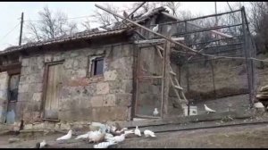 Голуби в горах Армении . Видео при Спуске голубеи с винтовои игрои ll Armenian Pigeons