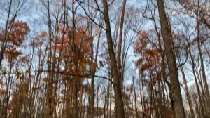 Cloning a Surviving American Chestnut Tree (From Cuttings)