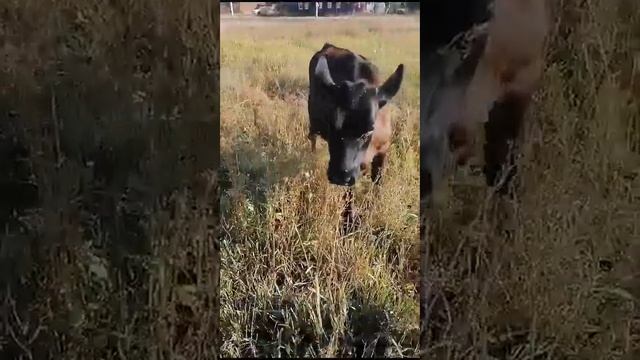 Шоколадка? (Кнопка выросла)) смотреть онлайн