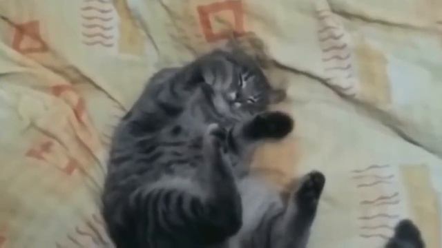 Котэ юмор | нарезки под музыку | ржака | угарно | смешно | кот ржака | угарное видео | смотреть все смотреть онлайн