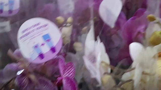 Орхидеи к празднику в Летто! Огромный привоз. смотреть онлайн