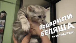 ПОДАРИЛИ КОТЕНКА ДЕТЯМ, Папа назвал БЕЛЯШ.avi