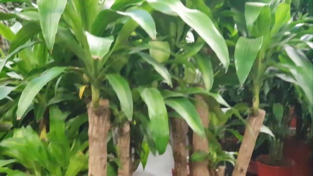 Драцена Фрагранс Массанжеана бранч смотреть онлайн