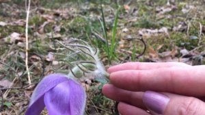 НЕ СРЫВАЙТЕ! Занесены в Красную книгу РБ. Редкое растение СОН - ТРАВА @Ksenia29568