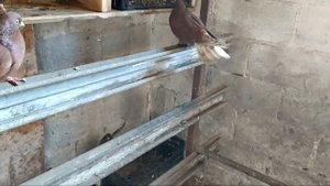 Голуби Мариуполя возвращение, на новом месте.