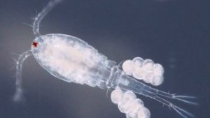 ЧТО  ТАКОЕ  ПЛАНКТОН  ?