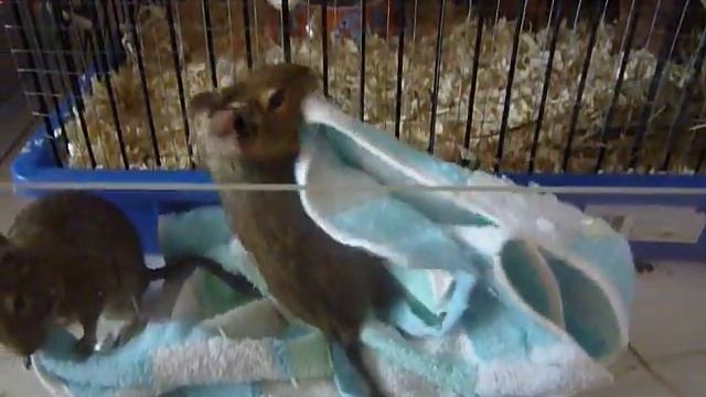 Семейство дегу. всё в дом! смотреть онлайн