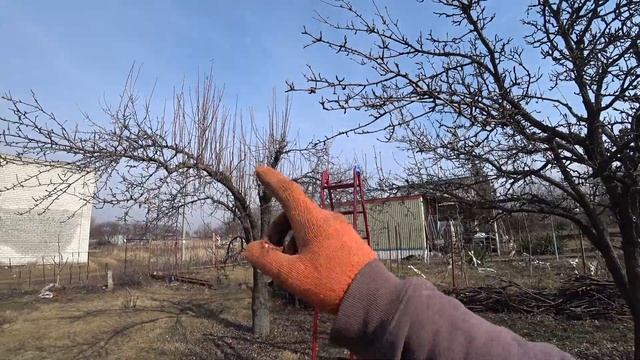? ОБРЕЗКА плодовых деревьев весной, летом и осенью. САНИТАРНАЯ (регулярная) обрезка садовых деревье смотреть онлайн