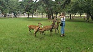 Нара - город где живут Олени | Ручные Олени в Японии