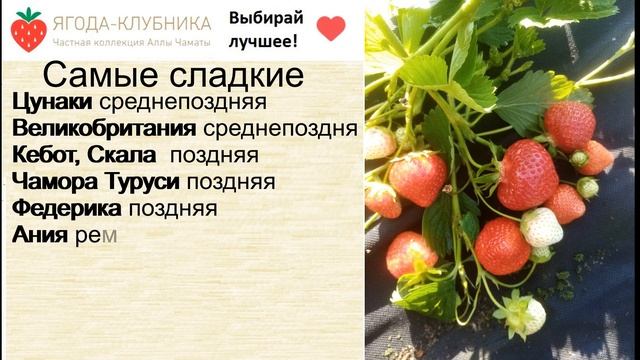 Клубника весна 23 г. Самые сладкие и крупноплодные сорта.