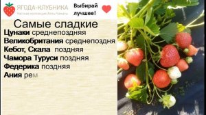 Клубника весна 23 г. Самые сладкие и крупноплодные сорта.