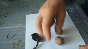 когда  и как собирать грецкие орехи ? как извлекать ядрышки орехов? #как #грецкий_орех #урожай