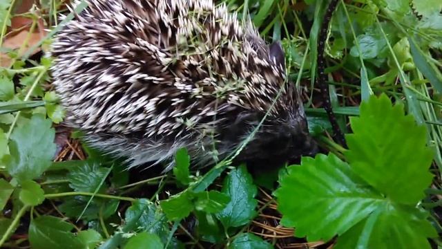 Ежик в лесу / Hedgehog in the forest смотреть онлайн