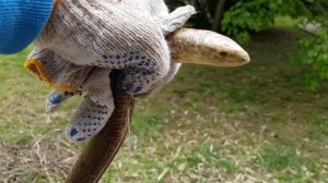 Желтопузик - безногая ящерица | Жизнь на Юге