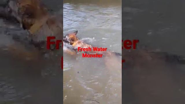 Video #27: Bai Marlo Vlog: The Fresh Water Monster