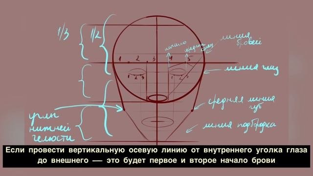 #какнарисоватьлицо #портрет #howtodrawface Строение лица/как нарисовать лицо человека/портрет прост