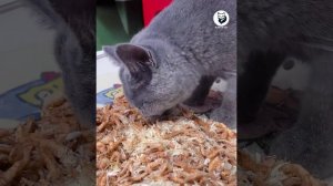 Целуйтесь в постели целый час! #кот #питомцы #мило #смешно