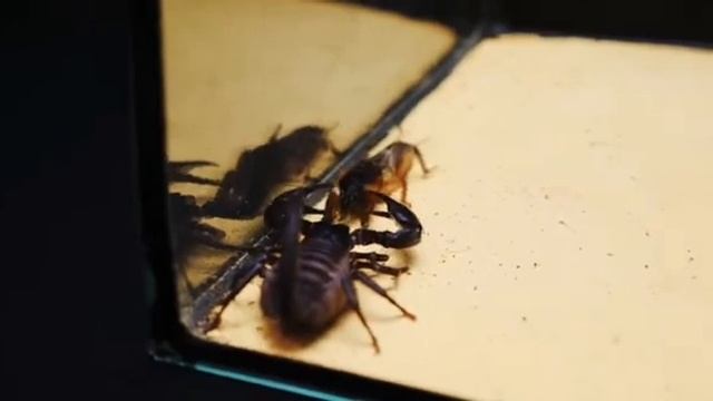Скорпион VS Медведки.Видео исключительно в познавательных целях!!!(Видео с канала "MAD SCIENCE") смотреть онлайн