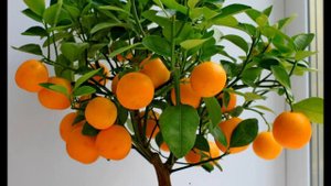 Апельсиновая песня