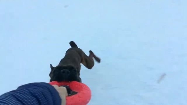 Немецкий Боксер. Проверяем силу Челюстей. Сильная Собака смотреть онлайн