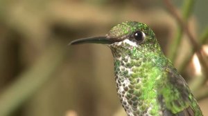 Yспокаивающая музыка для нервов 🌿 лечебная музыка для сердца и сосудов, релакс, музыка для души #16