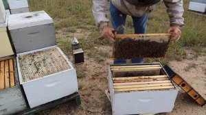 Как формируют безрамочные (бессотовые) пчелопакеты на промышленной пасеке Боба Бинни (США)