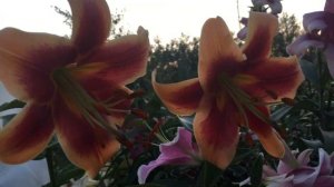 Лилия Debby(Lily Debby)