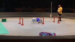 Цирк в Автово. Олег Шелудяков и поросята-футболисты.