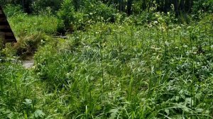 Радиация в Брянской области