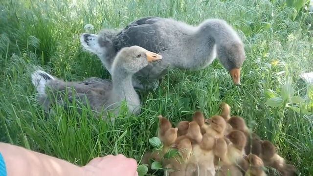 Большая серая гуси и мускусные утята шипуны смотреть онлайн