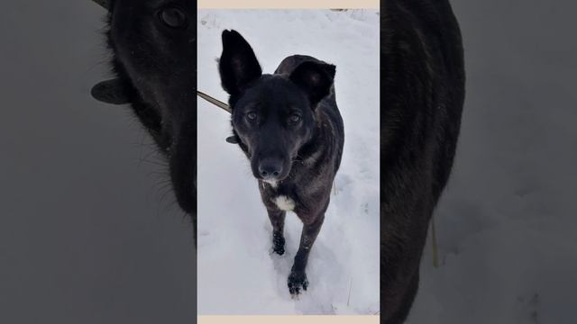 «БАЛЛАДА О РЫЖЕЙ ДВОРНЯГЕ» смотреть онлайн