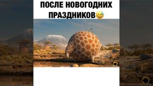 Толстый жираф