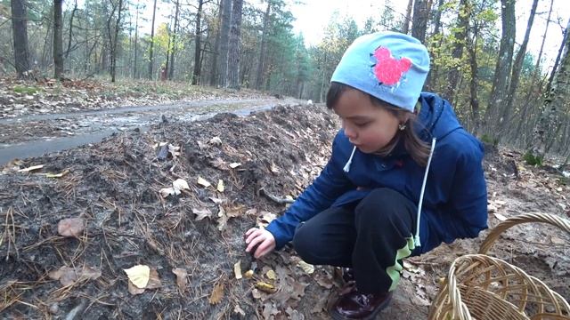 Где растут белые грибы ? Как искать белые грибы в лесу ? Сбор грибов с собакой ! Белые грибы 2022 смотреть онлайн