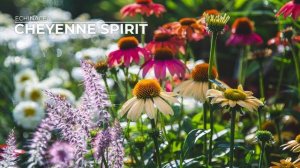 PETITTI Coneflower | Grow Echinacea for Repeat Blooms, Deer Resistance & Pollinators