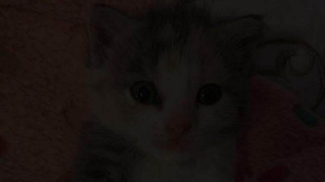 Kitten with a Missing Paw Finds Happiness, Thanks to Caring Rescuers смотреть онлайн