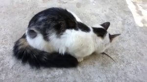 Буржуйка 2 Монтаж и утепление дымохода