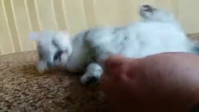 Игрунья.