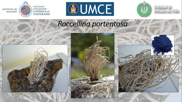Cápsulas Botánicas: Roccellina portentosa, un líquen único de la costa смотреть онлайн