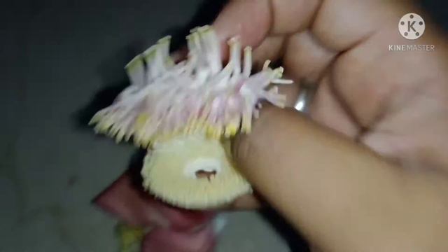 #garland || #pradhosham ||kailaspati(nagalinga poo) || shiv kamal || vaishnavi creative studio || смотреть онлайн