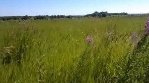 Полевые  цветы на ветру. Футаж